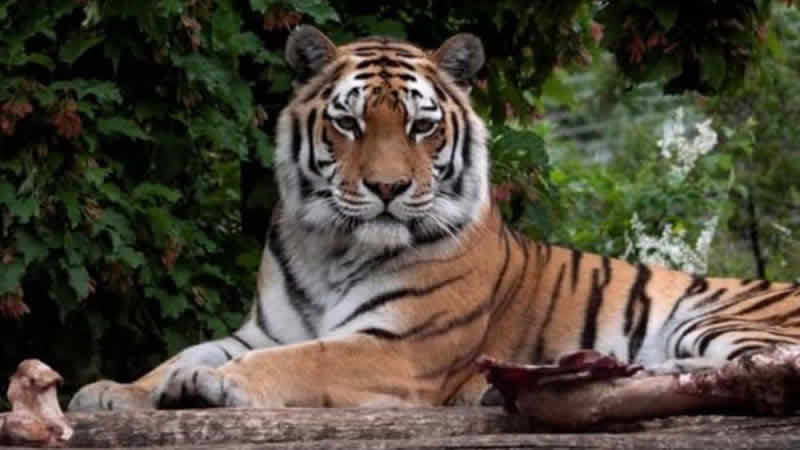 Hindistan’da bir kaplan, polisin düzenlediği operasyonla öldürüldü