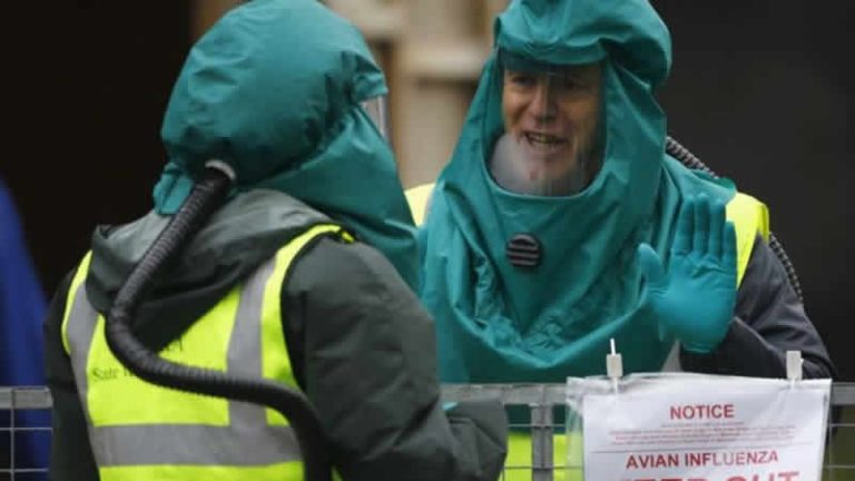 Kuş gribi nedeniyle İngiltere genelinde ‘Önleme Bölgesi’ ilan edildi