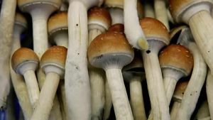 Londra’da saykodelik maddeleri araştıran şirkete dev yatırım