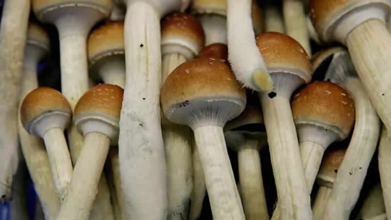 Londra’da saykodelik maddeleri araştıran şirkete dev yatırım