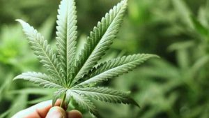 Londra’da bir araştırma için esrar içene ödeme yapılacak