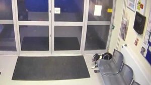 İngiltere’de kaybolan köpek karakola gitti