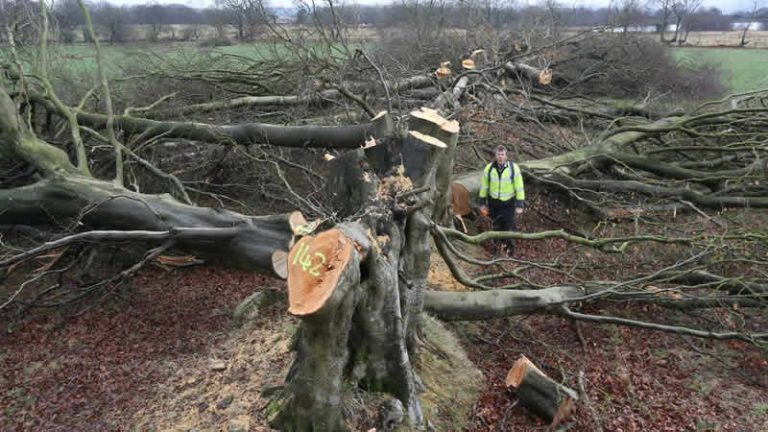 İngiltere yasadışı ağaç kesimini önlemek için yasa hazırlıyor