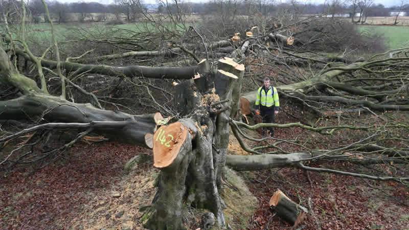İngiltere yasadışı ağaç kesimini önlemek için yasa hazırlıyor