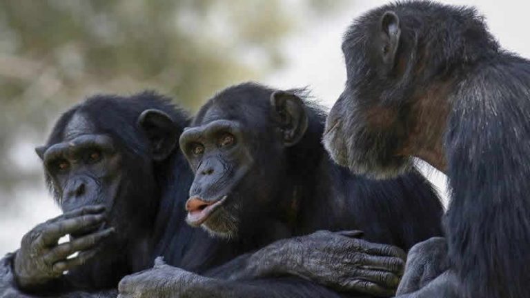 İsveç’te hayvanat bahçesinden kaçan 4 şempanzeye ötanazi uygulandı
