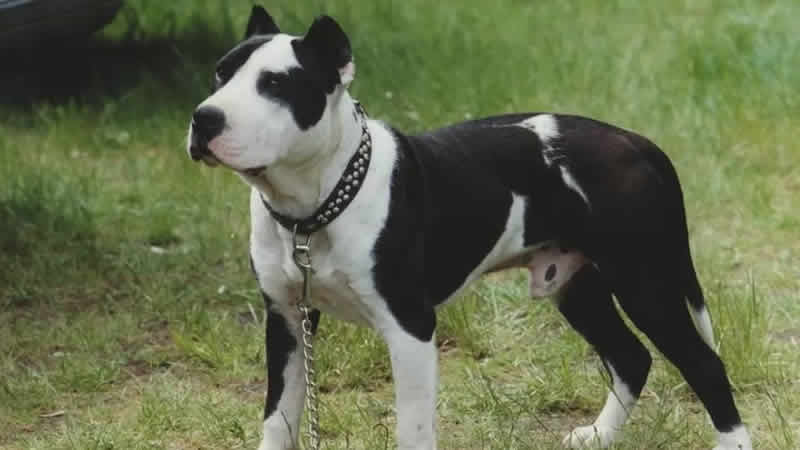 Londra’da hırsızların gözdesi köpek cinsi