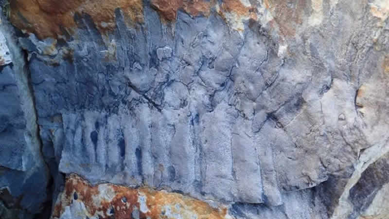 İngiltere’de 2,7 metre uzunluğunda kırkayak fosili bulundu