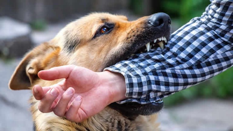 İngiltere’deki baba, kızı ile buluşan adama köpekle saldırdı