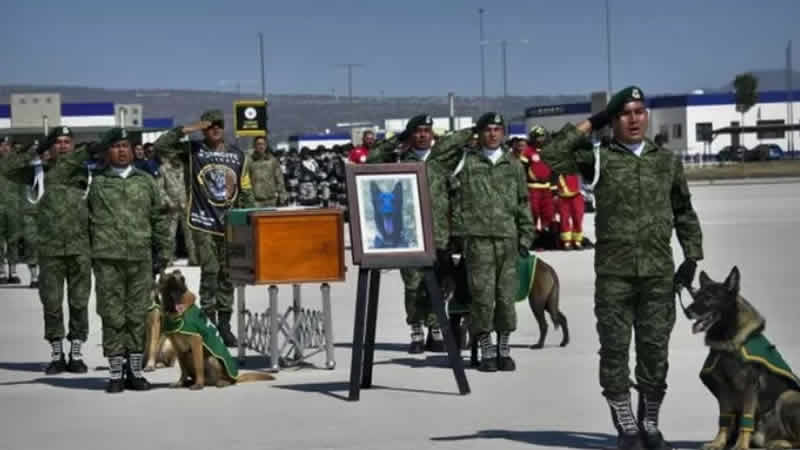 Türkiye’de yardım çalışmalarında ölen köpek için tören düzenlendi