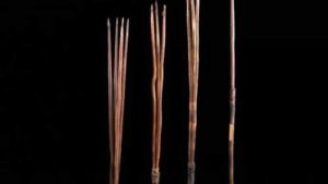 İngiliz denizci James Cook’un çaldığı Kamay mızrakları Aborjinlere iade edilecek