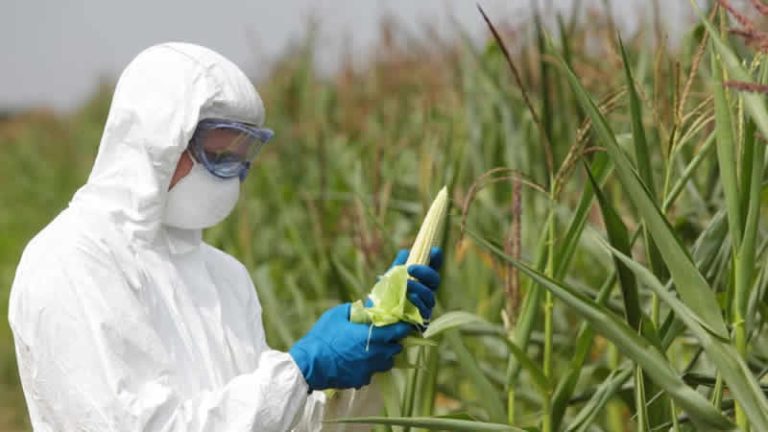 İngiltere’de genetiği düzenlenmiş gıda geliştirmek yasal oldu