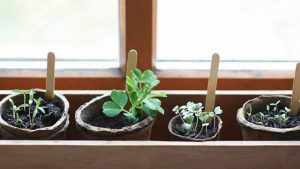 İngiltere’de sebze meyve kıtlığı nedeniyle tohum satışlarında büyük artış