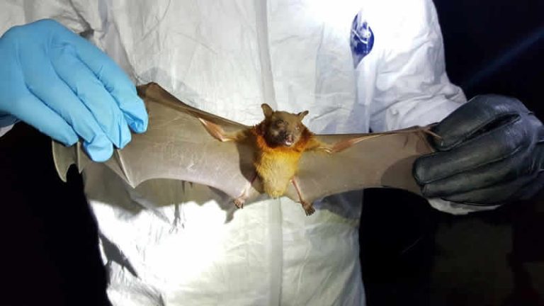 İngiltere’de yarasalarda Covid-19 benzeri bir virüs tespit edildi
