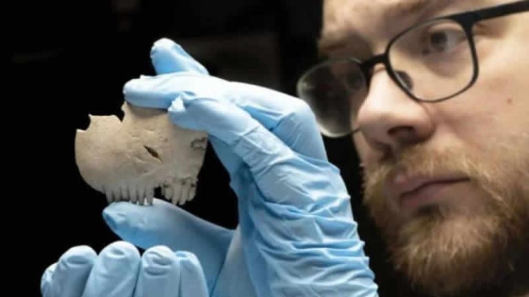 İngiltere’de insan kafatasından yapılmış tarak bulundu!