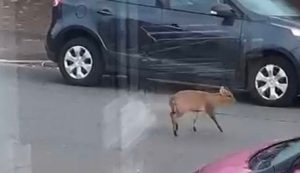 Güney Galler’de şehir bölgesinde gezen geyik görüldü