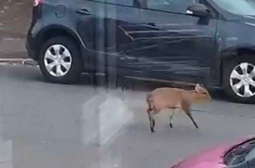  Güney Galler’de şehir bölgesinde gezen geyik görüldü