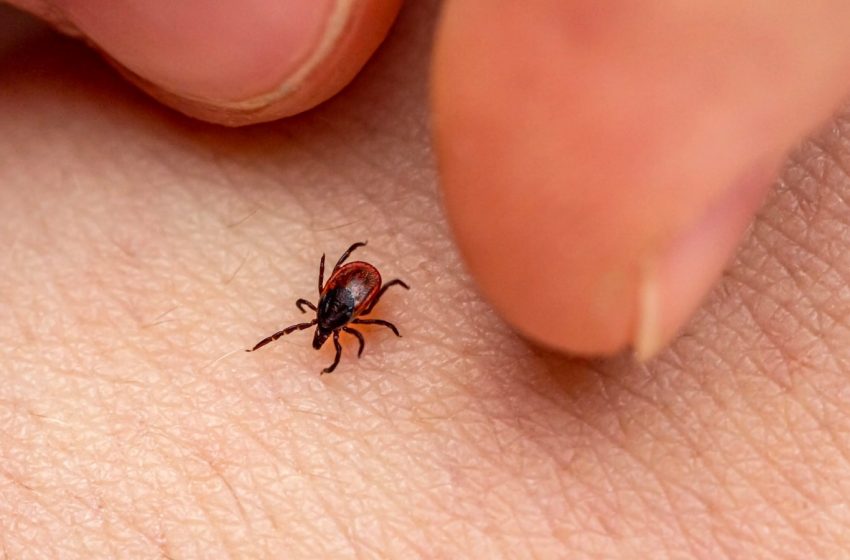  İngiltere’de nadir bir kene hastalığı tespit edildi