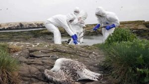 İngiltere’de 2 kişide “kuş gribi” virüsü tespit edildi