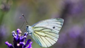 İngiltere’de soyu tükenen kelebek 100 yıl sonra yeniden ortaya çıktı