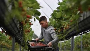 “İngiltere’deki meyve bahçelerinde çalışmak kölelikle eşdeğer”