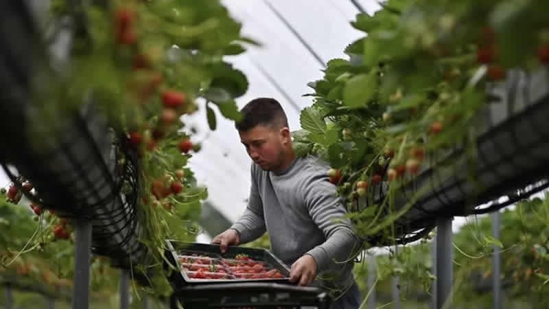 “İngiltere’deki meyve bahçelerinde çalışmak kölelikle eşdeğer”