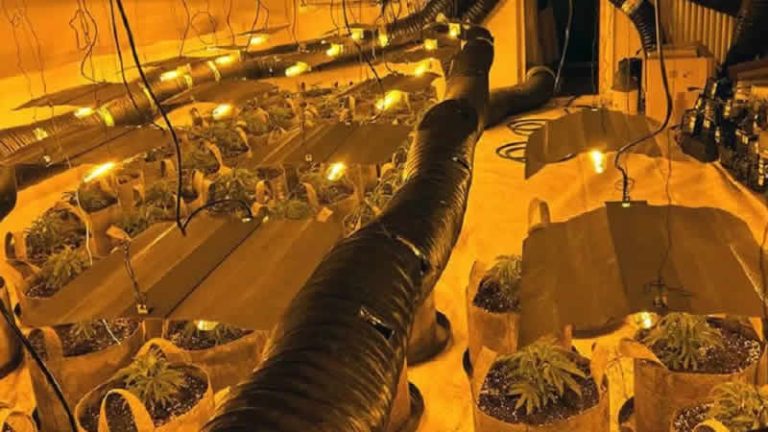 İngiltere çapındaki operasyonlarda 130 milyon sterlin değerinde esrar ele geçirildi