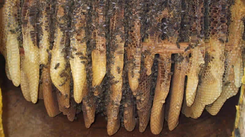 Artvin’in Macahel Balı’na Londra’dan Altın Ödül