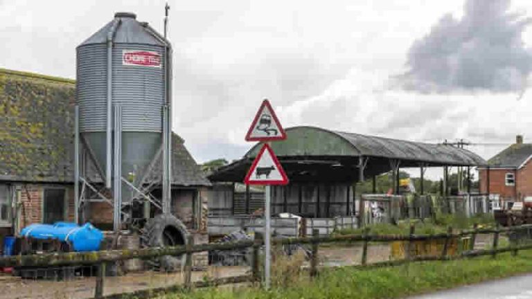 İneğe tecavüz eden 25 yaşındaki genç İngiltere’de infial yarattı