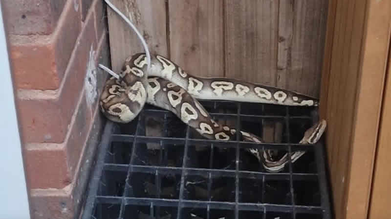 Londra polisi kraliyet pitonunun sahibini arıyor