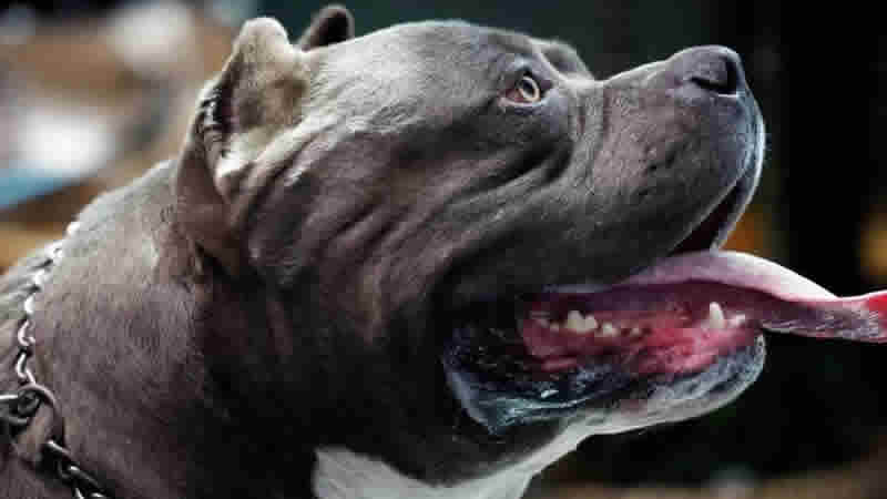 Braverman: “American Bully XL türünü yasaklamaya hazırlanıyoruz”