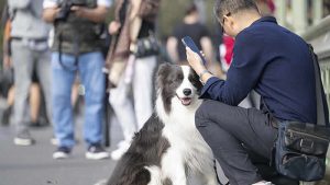 İngiltere’de 1 hafta içinde sahiplenilmeyen köpekler uyutuluyor