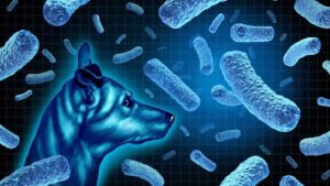 İngiltere’de iki kişide köpeklerden bulaşan Brucella canis bakterisine rastlandı