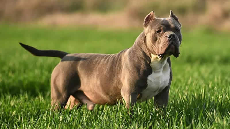 Yasak kararına rağmen ‘American Bully XL’ köpekleri hemen itlaf edilmeyecek