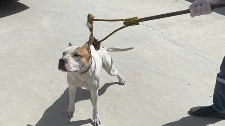 Sunak: “American Bully XL” cinsi köpekler yasaklanacak