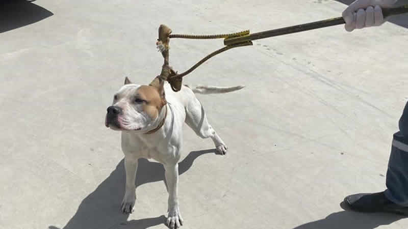 Sunak: “American Bully XL” cinsi köpekler yasaklanacak