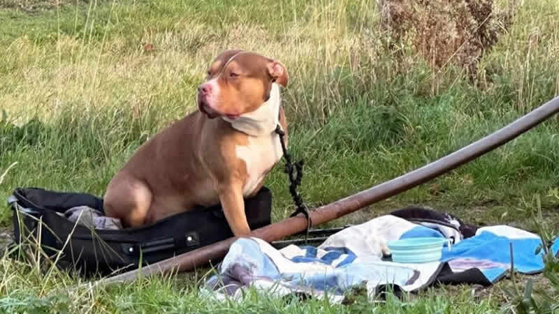 American Bully XL: Yasak sonrası terkedilen köpeklerde ani artış korkusu