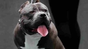 4 bin American Bully XL sahibinden yasaktan muafiyet için başvuru