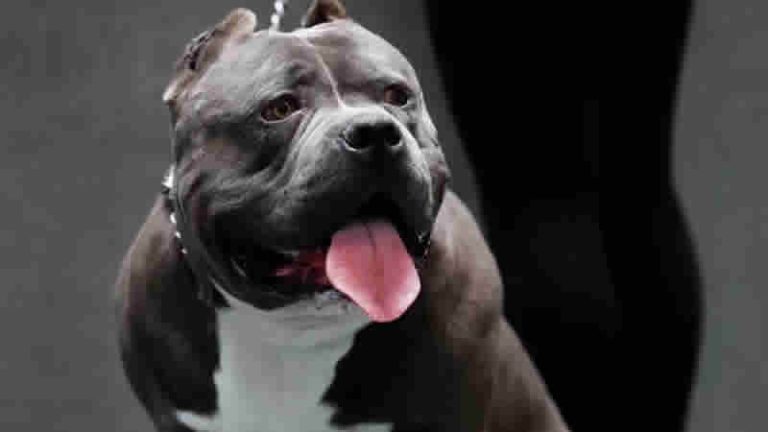 4 bin American Bully XL sahibinden yasaktan muafiyet için başvuru