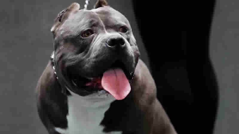 4 bin American Bully XL sahibinden yasaktan muafiyet için başvuru