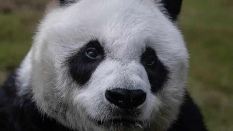 İngiltere, 12 yıl önce Çin’den gelen pandalara veda ediyor