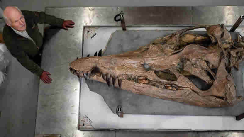 Dorset’te 150 milyon yıl öncesine ait ‘deniz canlısının’ kafatası bulundu