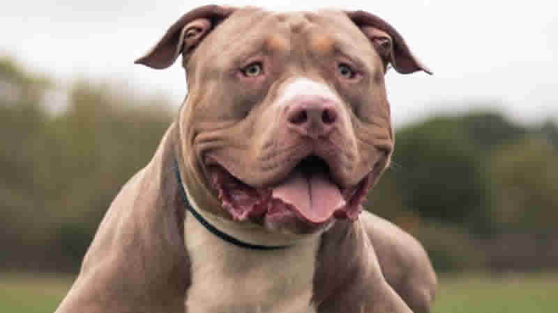 İngiltere’de sahibini seks yaparken ısıran American XL Bully cinsi köpek itlaf edilecek