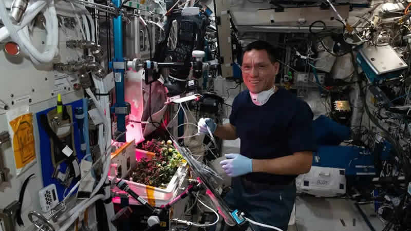 Uzayda kaybolan domates aylar sonra bulundu