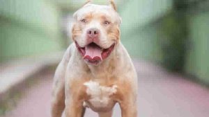 American XL Bully cinsi köpeklerini kaybetmek istemeyenler için muafiyet başvuru süresi doluyor