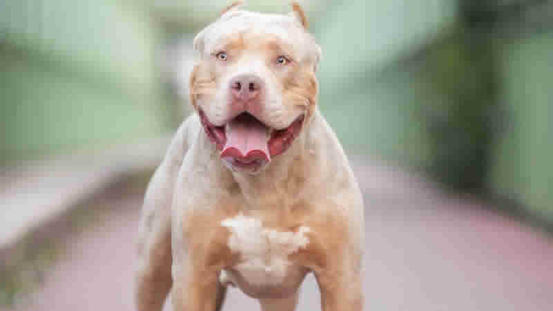 American XL Bully cinsi köpeklerini kaybetmek istemeyenler için muafiyet başvuru süresi doluyor