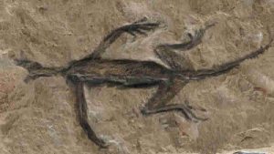 100 yıl önce bulunan ödüllü fosilde sahtecilik ortaya çıktı