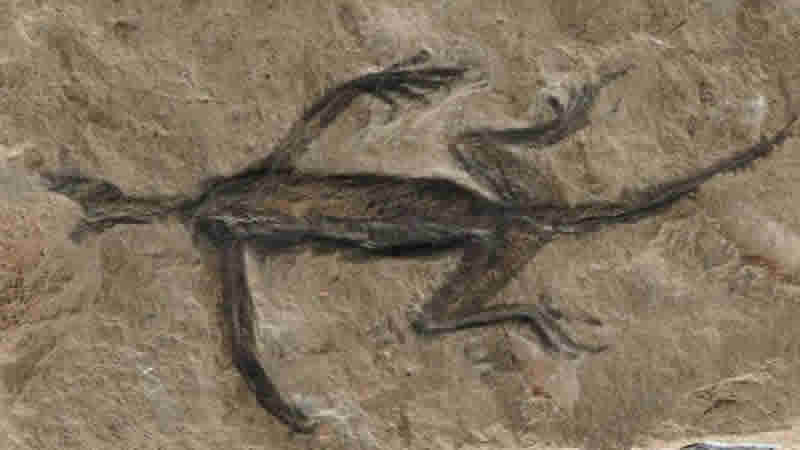 100 yıl önce bulunan ödüllü fosilde sahtecilik ortaya çıktı