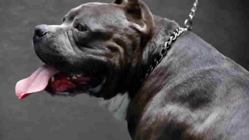 İngiltere’de 40 bin American XL Bully köpeğe muafiyet tanındı