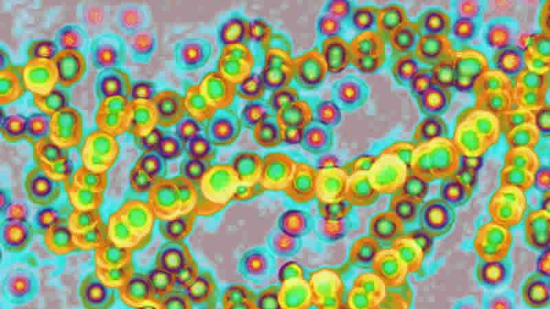 Japonya’da Covid-19 benzeri yeni salgın görüldü