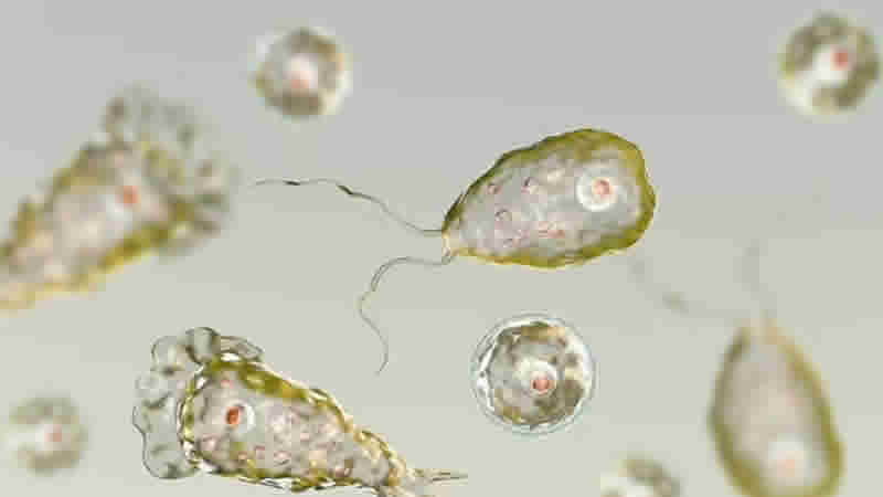 İngiltere’de Naegleria Tehlikesi: Beyni Tehdit Eden Ölümcül Amip
